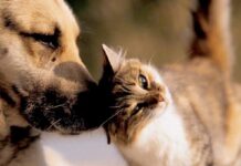 Novas vagas para castração gratuita de cães e gatos serão abertas pelo Agenda-DF